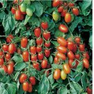 50 SEEDS Juliet Tomato (F1 Hybrid) | Non-GMO