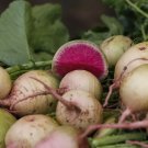 100 SEEDS Watermelon Radish | Non-GMO