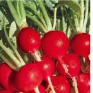100 SEEDS Champion Radish Seeds | NON-GMO