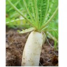 Daikon Radish 100 SEEDS- Heirloom | Non GMO