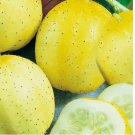 50 SEEDS Lemon Cucumber Seeds | NON-GMO
