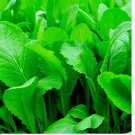 Florida Broadleaf Mustard Green 500+ SEEDS Vegetable