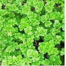 100 SEEDS Triple Curled Parsley | Heirloom Parsley Seeds | NON-GMO