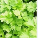 100 SEEDS Italian Parsley Green Flat Leaf Seeds | NON-GMO