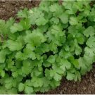 Cilantro/Coriander Leaves 100+ SEEDS