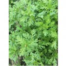 TongHo Choy Seeds Shungiku 200+ SEEDS