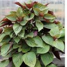 Purple Shiso Seeds Purple perilla 100+ SEEDS Purple Shiso Seeds Purple perilla 100+ SEEDS