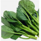 Chinese Kale Kailaan Chinese Broccoli Gai Lan Choi vegetable USA 100+ SEEDS