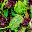 250+SEEDS Lettuce Seeds - High Yielding Heirloom Non-GMO,Mesclun Mix
