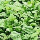 100 SEEDS Giant Noble Spinach Seeds | Heirloom Spinach Seeds | Fresh NON-GMO