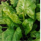 250+ SEEDS Spinach Seeds - Giant Noble