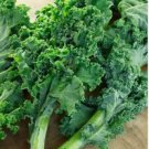 Kale Seeds Dwarf Blue Curled 200+ SEEDS