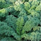 DWARF BLUE CURLED healthy VEGETABLE greens SALAD KALE SEEDS 500+