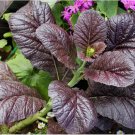 Mustard Seed: Red Giant Mustard 1500 Seeds. Non GMO.