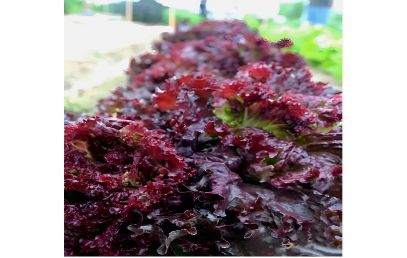 Ruby Leaf Lettuce 400 Seeds, Deep Red, Summer Salad