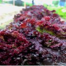 Ruby Leaf Lettuce 400 Seeds, Deep Red, Summer Salad