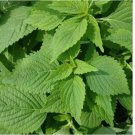 50 SEEDS Green Shiso Perilla Herb Asian Mint Cuisine Annual USA 50 SEEDS Green Shiso Perilla Herb Asian Mint Cuisine Annual USA