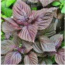 100+ SEEDS Purple Shiso Perilla Herb Asian Mint Cuisine Annual USA 100+ SEEDS Purple Shiso Perilla Herb Asian Mint Cuisine Annual USA