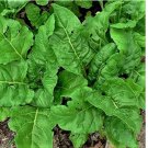 50+ SEEDS Perpetual Spinach Swiss Chard Beta Vulgaris Cicla NON-GMO