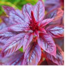 1000+SEEDS Red Garnet Amaranth, Amaranthus Tricolor Annual NON-GMO