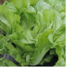 Chinese Mustard/Asian mustard green 750+ SEEDS