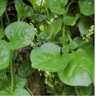 50+ SEEDS Giant Malabar Spinach Seeds | Round Leaf Green Vine Lettuce Vegetable Seed