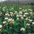 5000 SEEDS White Dutch Clover Cover Crop Seeds | NON-GMO