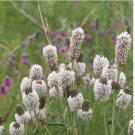 250+ SEEDS White Prairie Clover NATIVE WILDFLOWER
