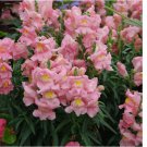 200 SEEDS Appleblossom / Apple Blossom Snapdragon Seeds | Non-GMO
