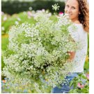 200 SEEDS Bishop's Flower GREEN MIST Bouquets Tall Beneficial Insects Non-GMO