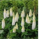 50 SEEDS Russell Lupine NOBLE MAIDEN Perennial WHITE Hummingbirds Bees Non-GMO