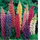 50 SEEDS Russell Lupine MIXED COLORS PERENNIAL Hummingbirds & Bees LOVE! Non-GMO 50 SEEDS Russell Lupine MIXED COLORS PERENNIAL Hummingbirds & Bees LOVE! Non-GMO