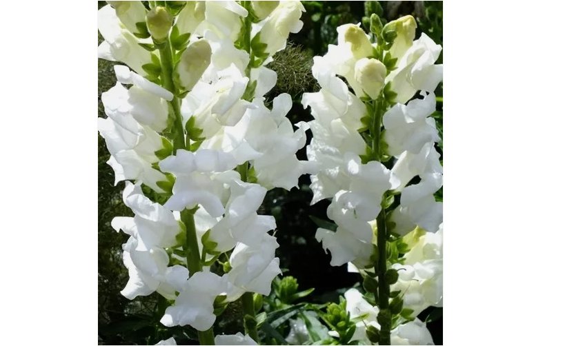 100 SEEDS Snowflake Snapdragon Seeds | Non-GMO