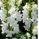 100 SEEDS Snowflake Snapdragon Seeds | Non-GMO