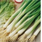 250 SEEDS White Lisbon Onion Seeds | Scallion / Bunching | Non-GMO