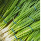 500 SEEDS Evergreen White Bunching Onion Seeds, Scallions, NON-GMO