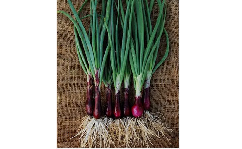 Onion Seeds Ruby Red Onion Red Stem Scallion 200+ SEEDS