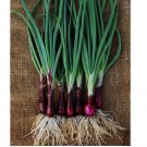 Onion Seeds Ruby Red Onion Red Stem Scallion 200+ SEEDS