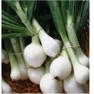 250+ SEEDS Crystal White Wax Onion Seeds, NON-GMO