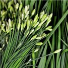 300+ SEEDS Garlic Chive Seeds, Herb, Allium Tuberosum, Heirloom, NON-GMO