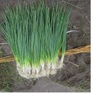 500+ SEEDS White Lisbon Bunching Onion Seeds, Scallions, NON-GMO