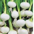 250 SEEDS Barletta Onion Seeds | NON-GMO