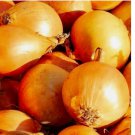 250 SEEDS Utah Yellow Sweet Spanish Onion Seeds | NON-GMO