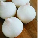 200 SEEDS White Sweet Spanish Onion Seeds | Non-GMO