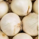 250 SEEDS Early White Grano PRR Onion Seeds | NON-GMO