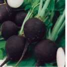 100 SEEDS Black Spanish Round Radish Seeds, Spicy, NON-GMO