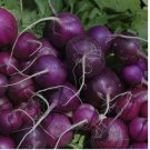 150 SEEDS Purple Plum Radish Seeds, NON-GMO,