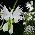 50pcs SEEDS Japanese Radiata White Egret Orchid Flower