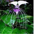 White Bat Orchid Flower Seeds (Tacca Integrifolia) Exotic Tropical Houseplant 10 SEEDS