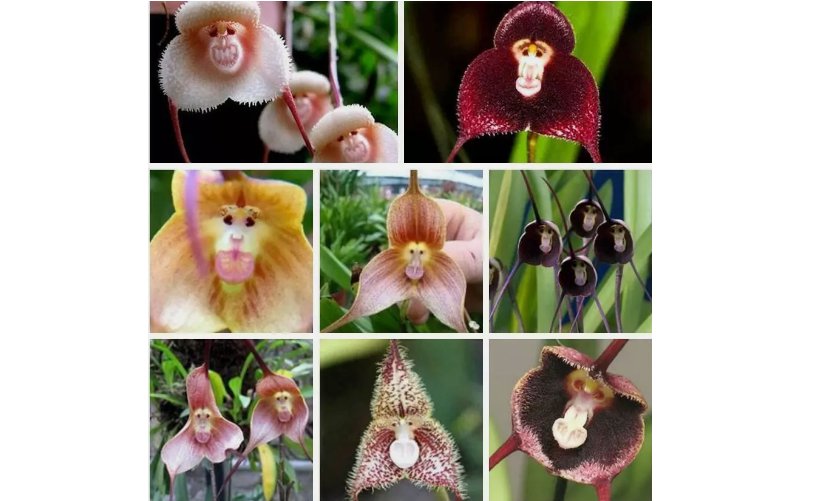 Monkey Face Orchid Flower Seeds mix Plant Bonsai Home Garden 50pcs